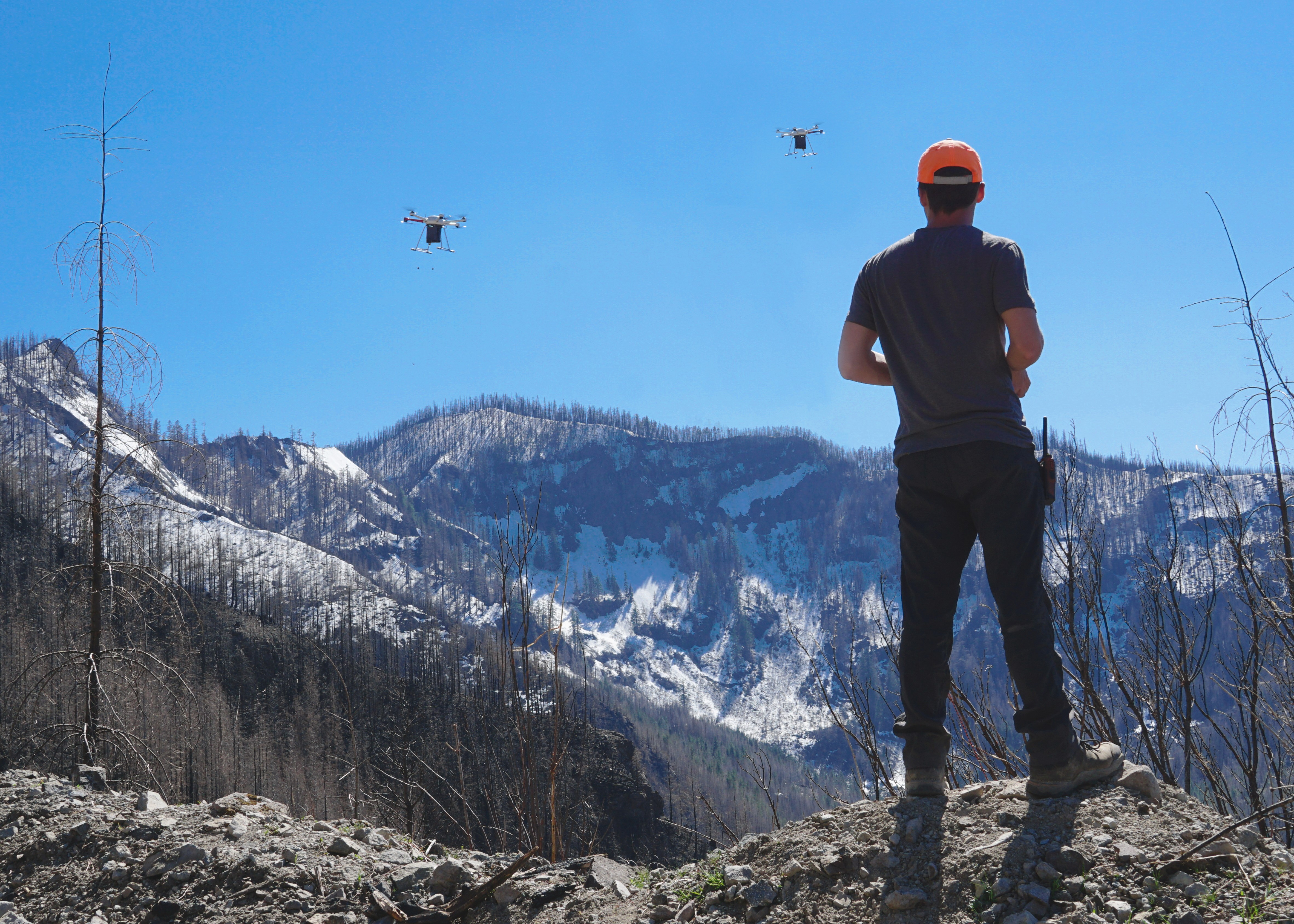 Seattle-based DroneSeed places seeds in a "puck" that contains soil and nutrients to allow the seeds to germinate, then scatters thousands of pucks per hectare of scorched forest. (Photo credit: DroneSeed)